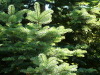 noble boughs