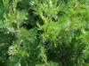 cedar boughs